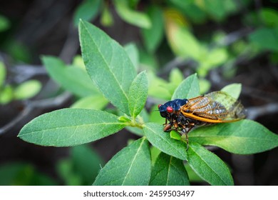 17 year cicada bug on a green azalea plant.