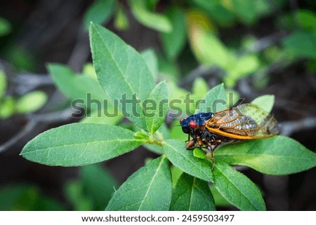 17 year cicada bug on a green azalea plant.