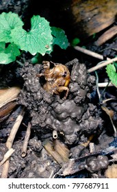 17 Year Cicada Nymph Emerging From Turret After 17 Years Living Underground. Magicicada.