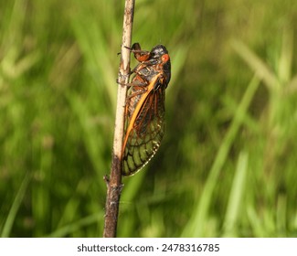 17 year Periodical Cicada Magicicada septendecim - Powered by Shutterstock