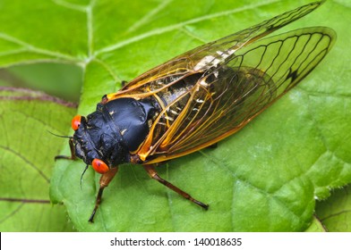 17 Year Periodical Cicadas Macro Horizontal 