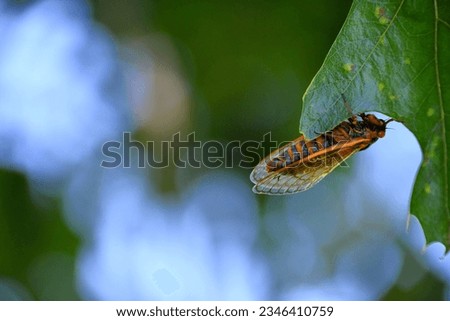 A 17-year cicada bug insect hanging on a leaf on a summer day with shimmering bokeh light.