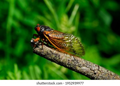 A 17-year cicada. They live underground in their nymph stage and emerge only after 17 years. They are pretty with their transparent wings, orange highlights and their very large, orange compound eyes. - Shutterstock ID 1952939977