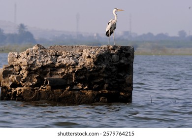 18 January 2025, Ujjani Dam. Bhigwan Bird Sanctuary, Toursits boating at Bhigwan bird sanctuary, Bhigwan. Maharashtra, India