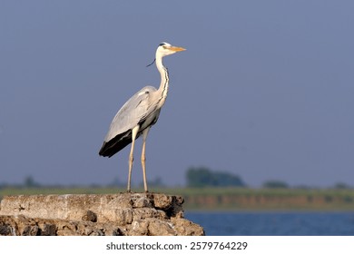 18 January 2025, Ujjani Dam. Bhigwan Bird Sanctuary, Toursits boating at Bhigwan bird sanctuary, Bhigwan. Maharashtra, India