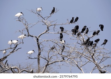 18 January 2025, Ujjani Dam. Bhigwan Bird Sanctuary, Toursits boating at Bhigwan bird sanctuary, Bhigwan. Maharashtra, India