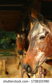 A 18 Year Old Pony. Photo Taken In Malawi At Kande Horse Farm.