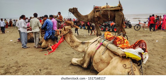 18th Sep 2019 - People Sitting On Dumas Beach In Surat, Gujarat, India And Enjoying Camel Riding And Cool Waves Of The Water