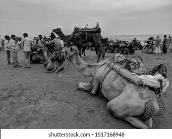 18th Sep 2019 - People Sitting On Dumas Beach In Surat, Gujarat, India And Enjoying Camel Riding And Cool Waves Of The Water