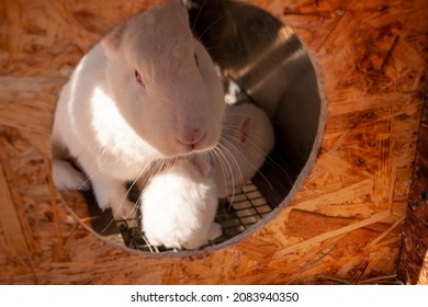 19 Day Old Rabbits. Rabbit Mom With Her Kids In A Cage.