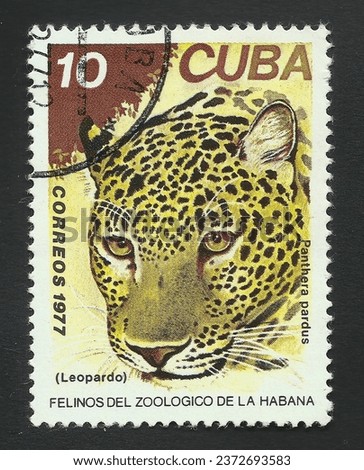 1977 Cuban postage stamp: Leopard Panthera Pardus. Text in Spanish 