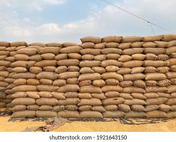 1st December 2020. Maharashtra, India. Sacks Of Grains Are Arranged One On One In Banyard. Sacks Of Maize Arranged For Transportation.