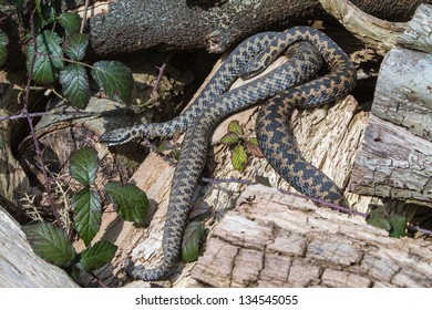 230 Adder Snake Uk Stock Photos, Images & Photography | Shutterstock