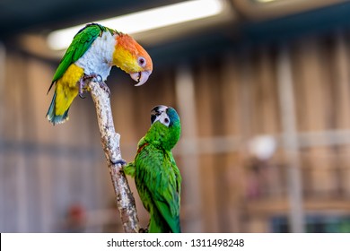 2 Arguing Carolina Parakeet Parrots On Perch With Blurred Background