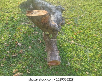 2 barking branches surfaces.