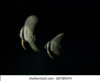 2 Bat fish