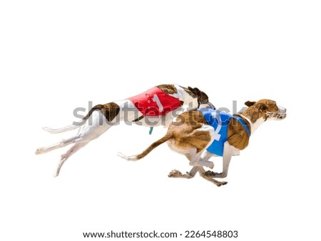 2 beautiful hungarian greyhounds at full speed participating in a race on white background.
