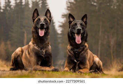 2 beutiful Belgian Malinois in the forest