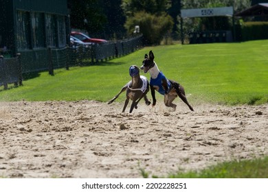 1,658 Dog beauty contest Images, Stock Photos & Vectors | Shutterstock