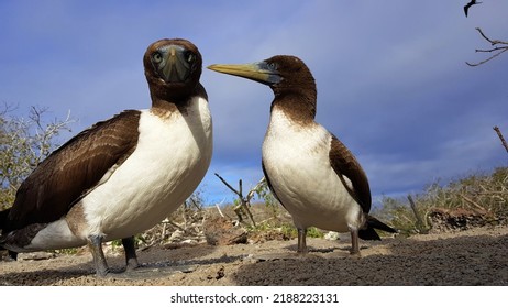 2 Brown Boobies Genovesa Island, Galapagos, Ecuador