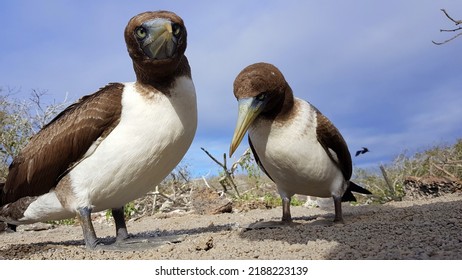 2 Brown Boobies Genovesa Island, Galapagos, Ecuador