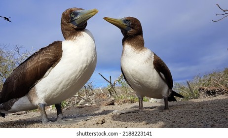 2 Brown Boobies Genovesa Island, Galapagos, Ecuador