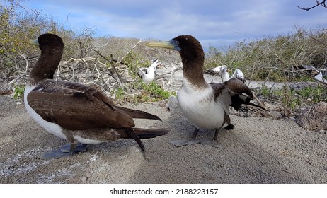 2 Brown Boobies Genovesa Island, Galapagos, Ecuador