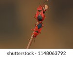 2 bugs mating