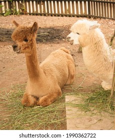 2 Camels Laughing While Talking To Each Other.