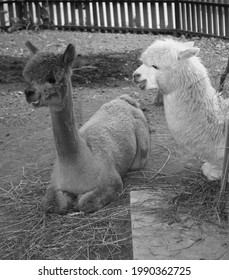 2 Camels Laughing While Talking To Each Other.