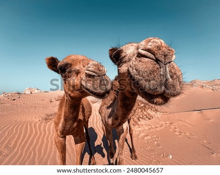2 camels smiling for the camera in the desert