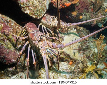 2 Caribbean spiny lobsters fronting coral reef, British Virgin Islands.