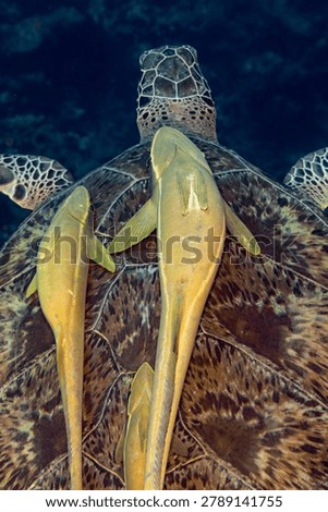 2 Common Remora Fish, Remora remora,  attach to the shell of a Green Sea Turtle, Chelonia mydas, swimming in blue tropical waters