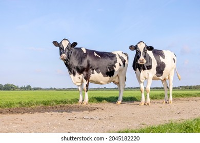2 Cows black and white, standing on a path, in the Netherlands, friesian holstein and a blue sky, horizon over land