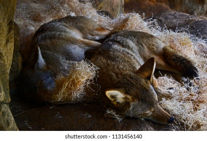 2 Coyotes Sleeping In A Small Stone Alcove.