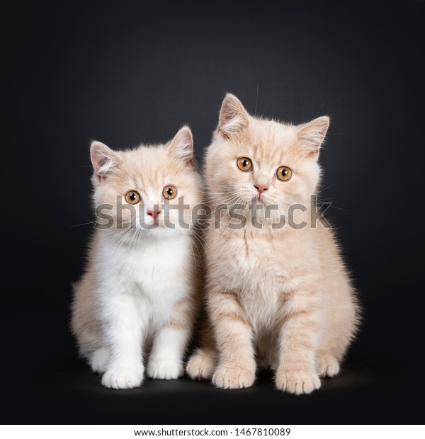 2 Creme Creme White British Shorthair Stock Photo Edit Now