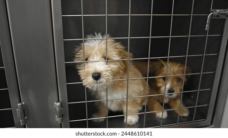 2 cute puppies look for new owner. Two lonely dogs sit in cage. Animal kennel. Little sad homeless pups. Pet shelter. Unhappy prisoners inside box. Small unloved doggy. Abandoned bichon hope find love - Powered by Shutterstock