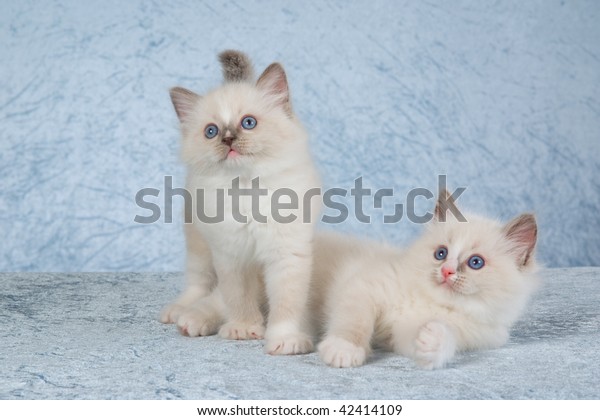 ragdoll silver