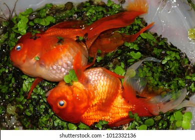 2 Dead Goldfish , Rotten