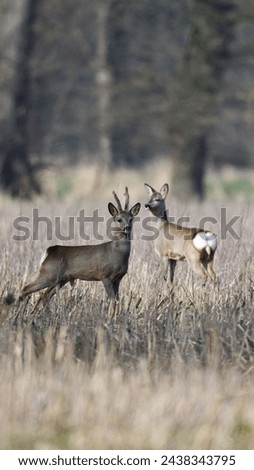 Similar – Image, Stock Photo Autumn time | double perspective