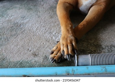 2 dogs' front legs and claws