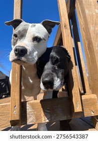 2 dogs looking through a deck railing 
