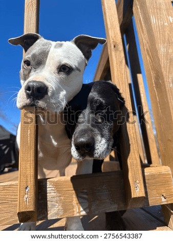 2 dogs looking through a deck railing 
