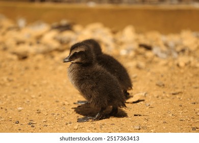 2 ducklings walking across sandy ground - Powered by Shutterstock