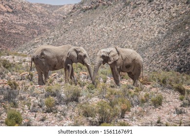 2 Elephants in a desert, Cape town
