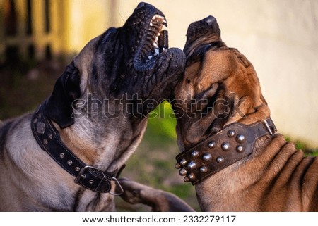 2 english mastiff playing outdoor with the big theeth in sight
