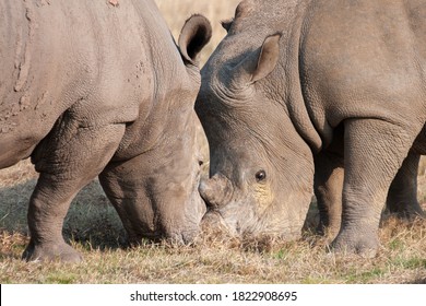 2 Fighting Rhino seen on a safari in South Africa - Shutterstock ID 1822908695