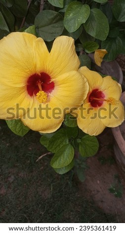 2 Flowers of Yellow China Rose, Yellow Chinese Hibiscus with green leaves in the Garden