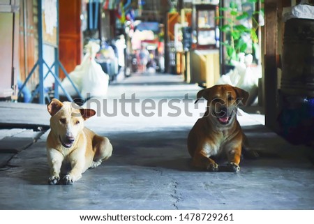 2 friendship dogs , a partner trusted intimate