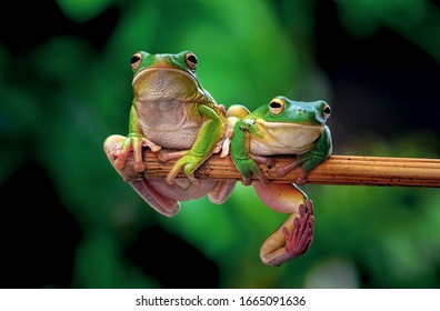 2 Frogs On A Tree Trunk